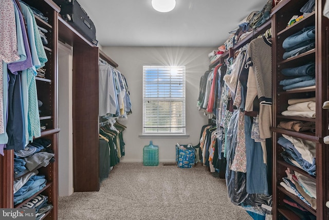 spacious closet featuring carpet