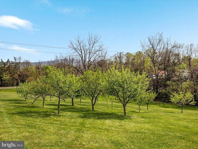 4437 Stonewall Jackson Hwy, Bentonville, VA 22610 - view of yard