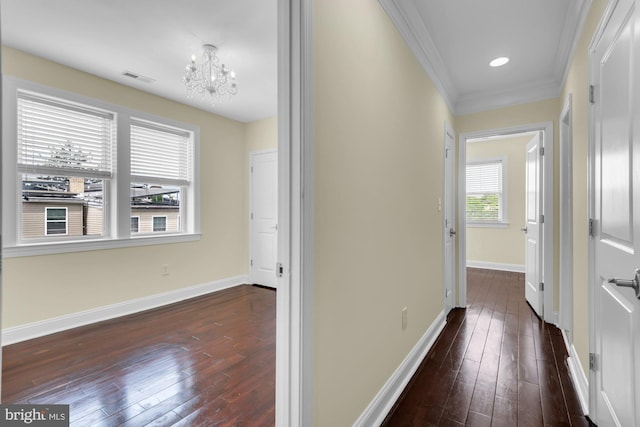corridor with dark wood finished floors, visible vents, an inviting chandelier, and crown molding