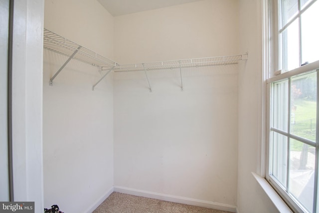 walk in closet featuring light colored carpet