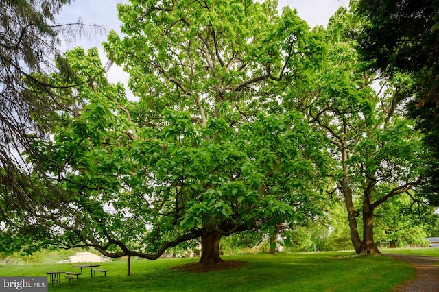 surrounding community featuring a yard