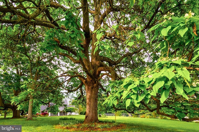 surrounding community with a yard
