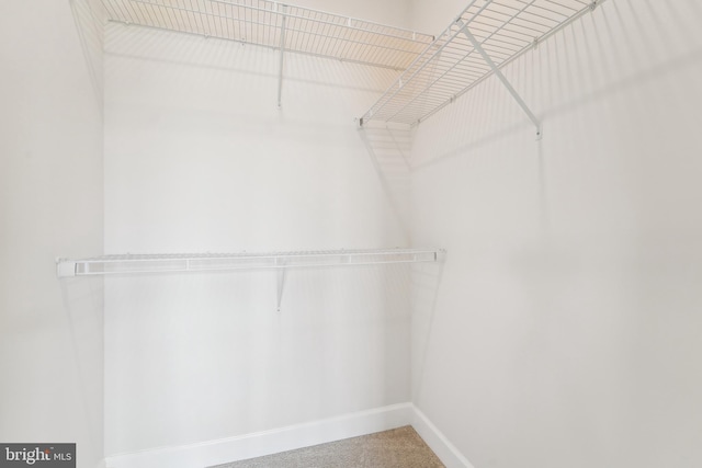 spacious closet featuring carpet flooring