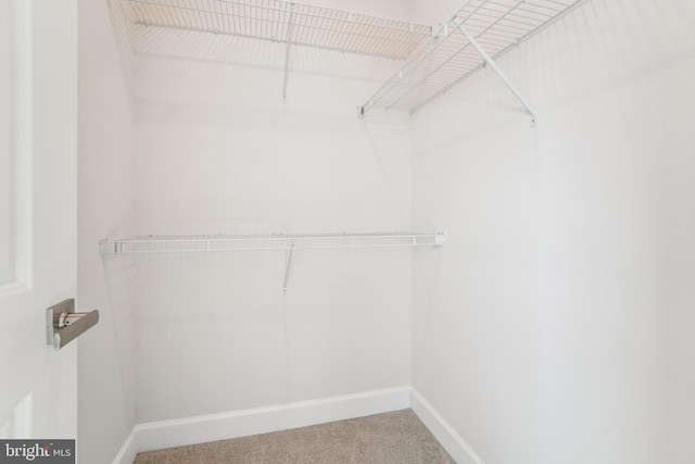 walk in closet featuring carpet flooring