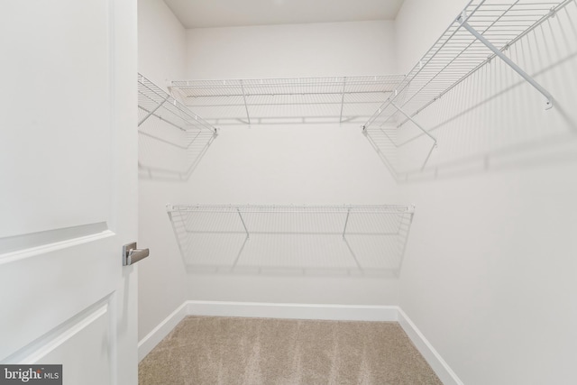 spacious closet with carpet floors
