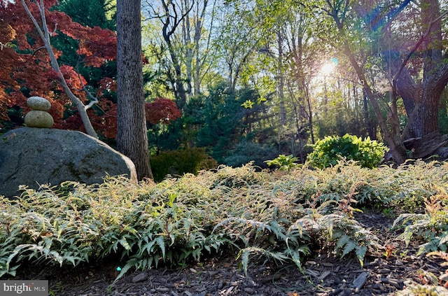 view of local wilderness