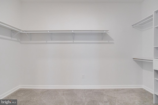 spacious closet with carpet flooring