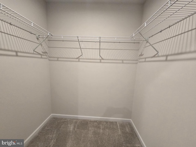 walk in closet featuring carpet