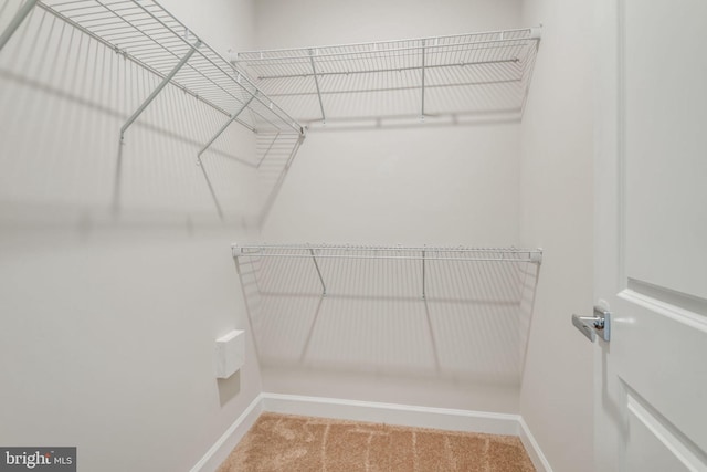 walk in closet featuring carpet flooring