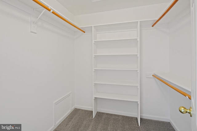 walk in closet featuring carpet floors