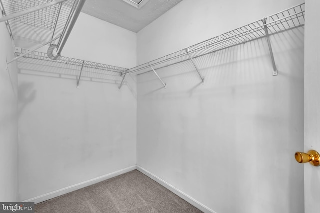 walk in closet featuring carpet