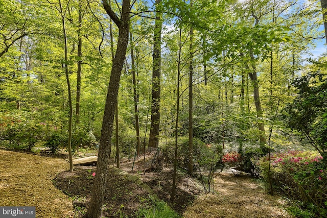 3440 Mansfield Rd, Falls Church, VA 22041 - view of local wilderness