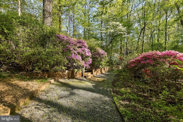 3440 Mansfield Rd, Falls Church, VA 22041 - view of yard