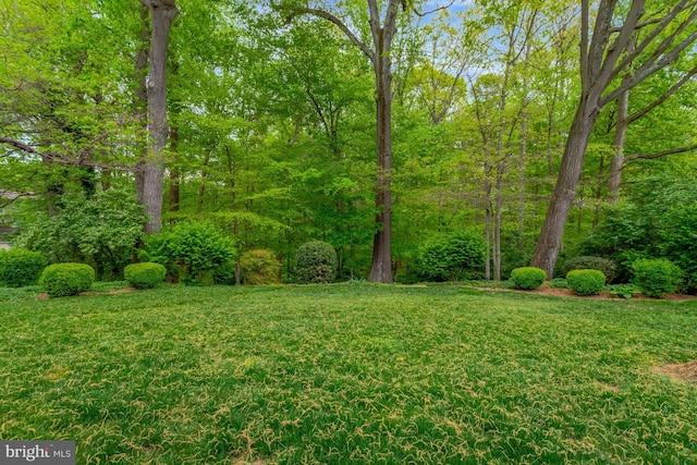 view of yard