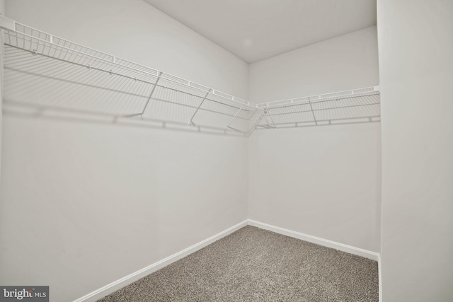 111 Yurok Ct, Winchester, VA 22602 - walk in closet featuring carpet