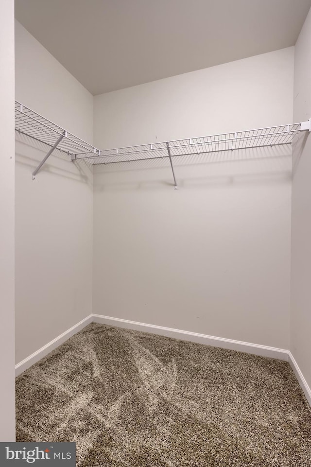 walk in closet featuring carpet