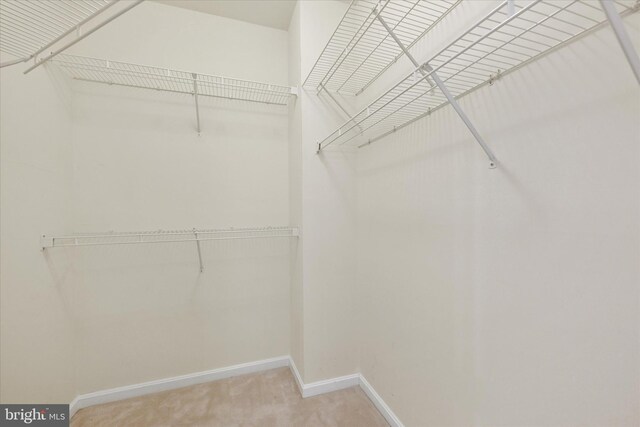 spacious closet with carpet flooring