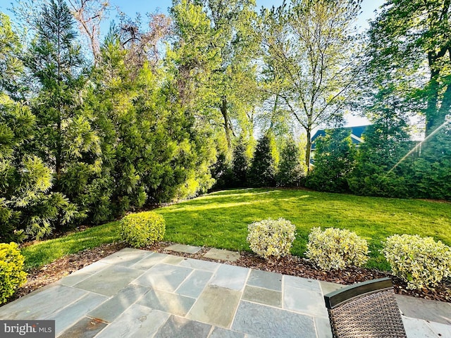 view of yard featuring a patio area