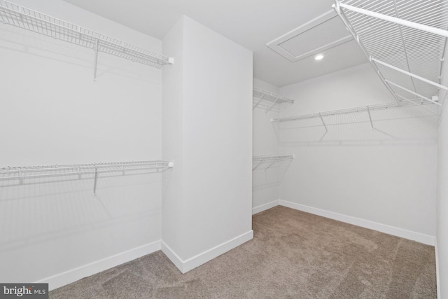 147 Parker Dr, Middletown, DE 19709 - walk in closet featuring carpet floors