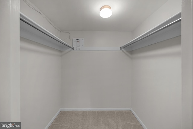spacious closet featuring carpet flooring