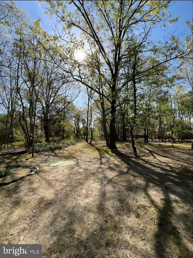 view of local wilderness