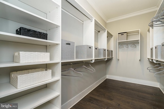 spacious closet featuring wood finished floors