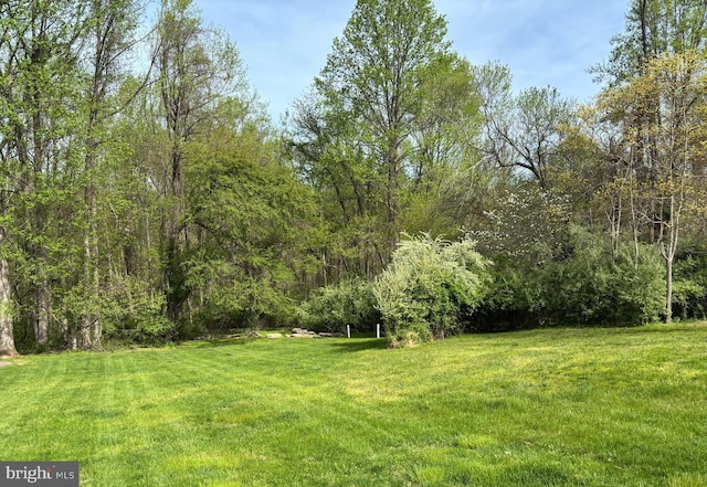 view of yard featuring a wooded view