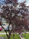22 Morning Ct, Rosedale, MD 21237 - view of details