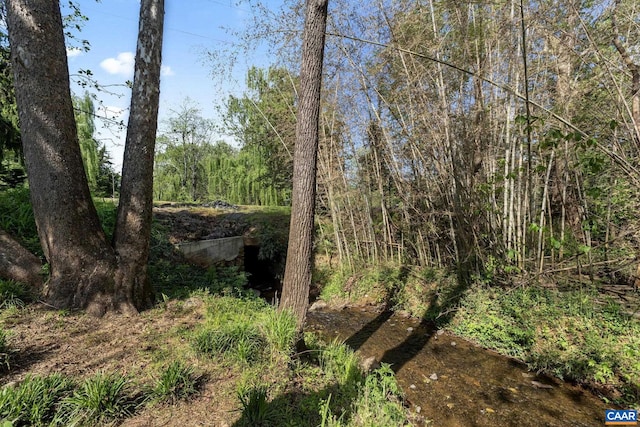 view of local wilderness