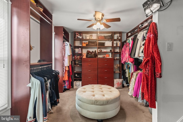 walk in closet featuring ceiling fan and carpet