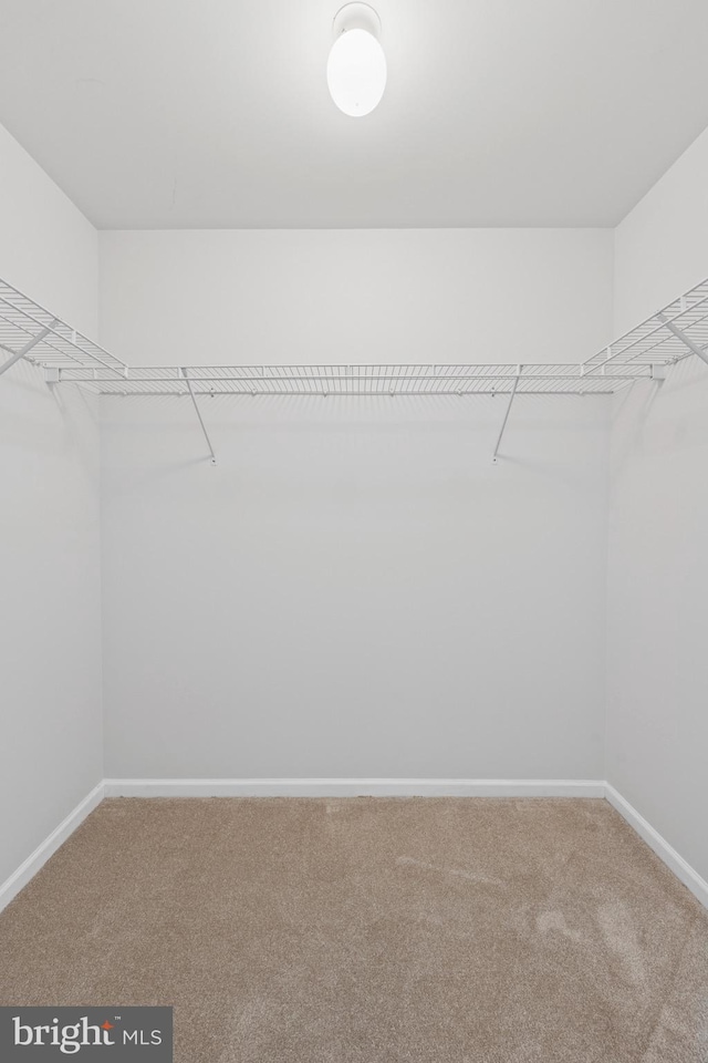 walk in closet featuring carpet