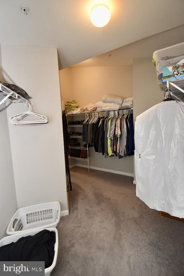 walk in closet with carpet floors