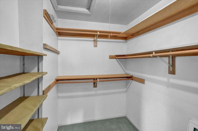 spacious closet featuring carpet floors