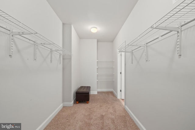spacious closet featuring carpet