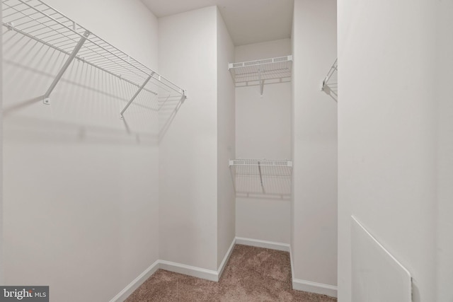 walk in closet with carpet floors