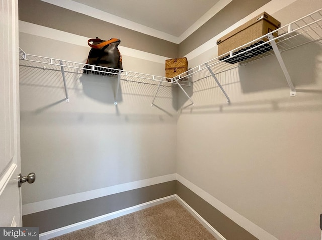 walk in closet featuring carpet flooring