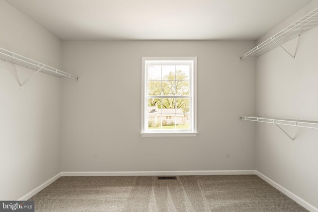 walk in closet featuring visible vents and carpet floors