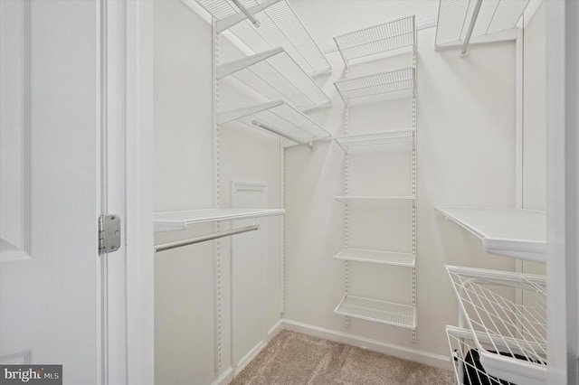 spacious closet featuring carpet