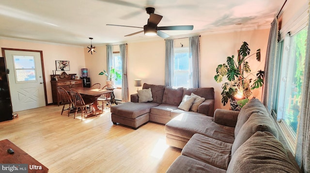 living room featuring ceiling fan, ornamental molding, and light wood-style floors
