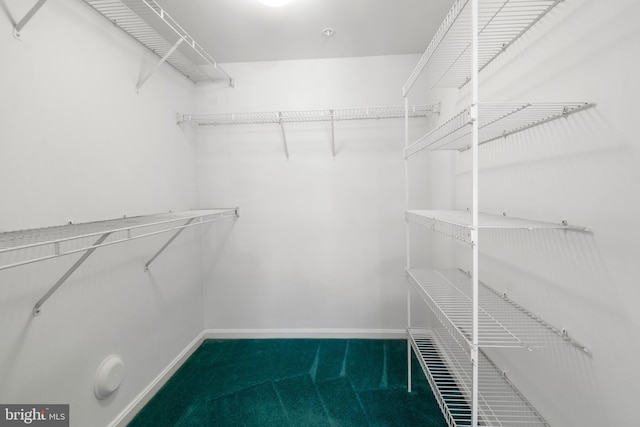spacious closet with carpet