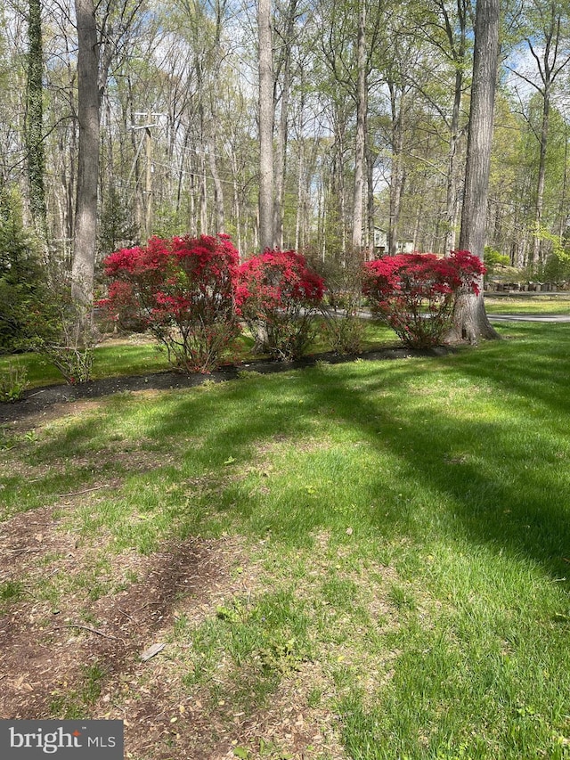 8807 Doug Dr, Nokesville, VA 20181 - view of yard