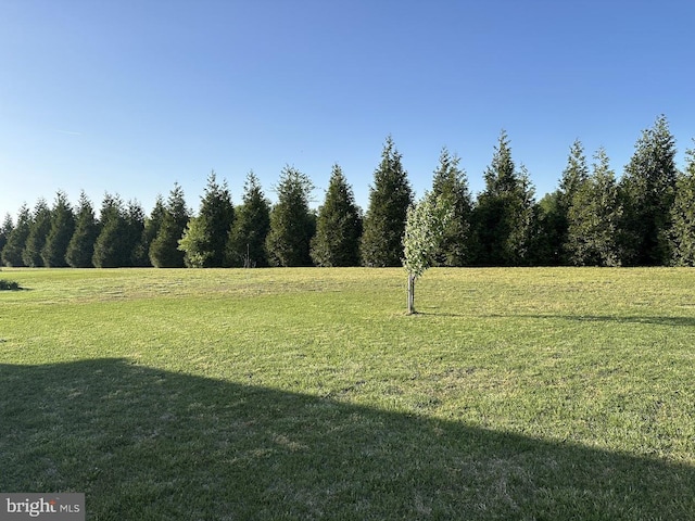 view of yard featuring a wooded view