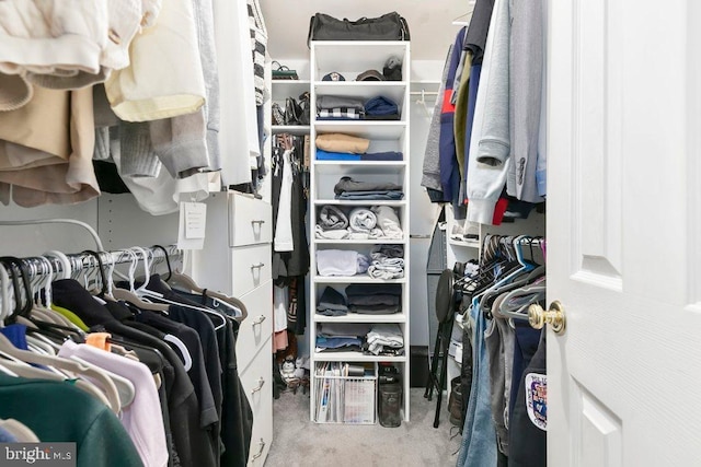spacious closet featuring carpet