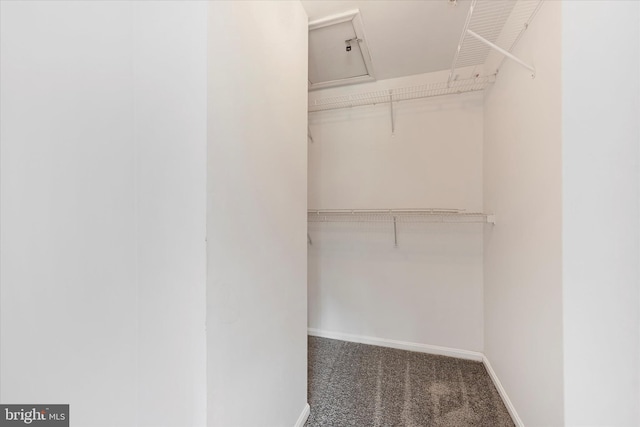 spacious closet with carpet flooring
