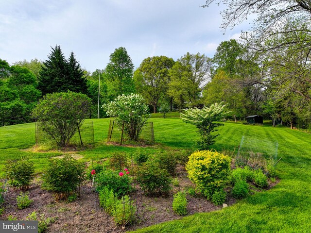 view of green lawn