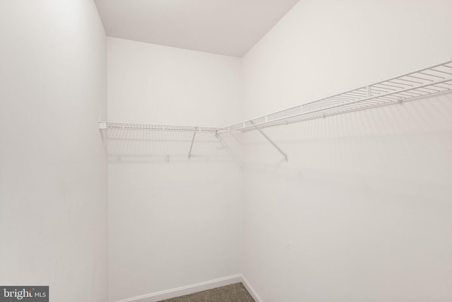 walk in closet featuring carpet flooring