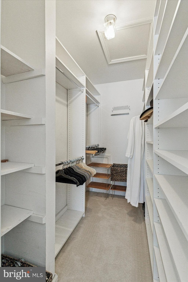 walk in closet with carpet and attic access