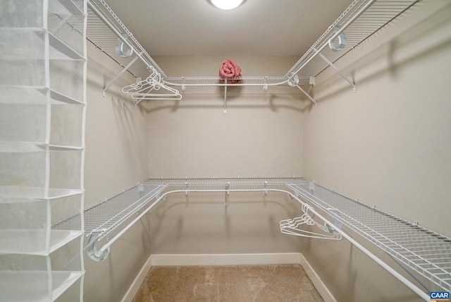 spacious closet featuring carpet floors