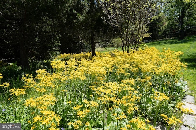 view of nature