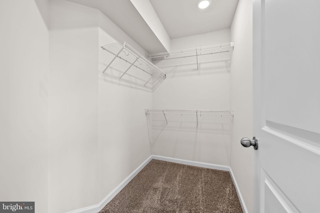 walk in closet with carpet flooring